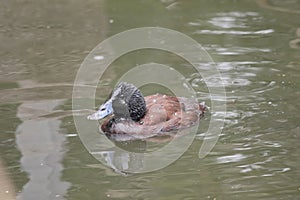 the lue biled duck is swimming in a lake