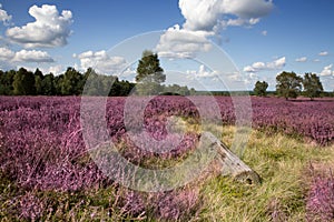 Lueneburg Heath