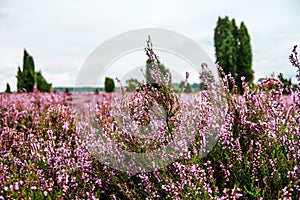 Lueneburg Heath