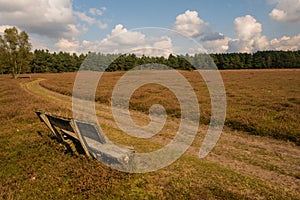 Lueneburg Heath in the autum