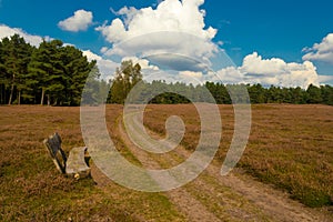 Lueneburg Heath in the autum