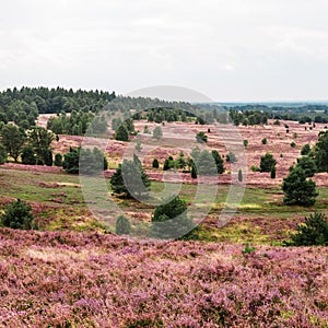 Lueneburg Heath