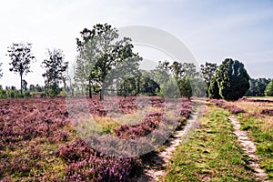 Lueneburg Heath
