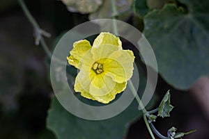 Luffa acutangula is a cucurbitaceous vine that is commercially grown