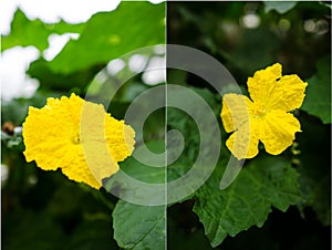 Luffa acutangula (silky gourd) male flower