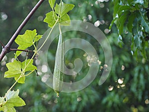 Luffa acutangular, Cucurbitaceae green vegetable fresh in garden on nature background