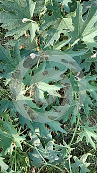 Luffa aegyptiaca, Sponge gourd