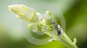 Luffa blossom and ants