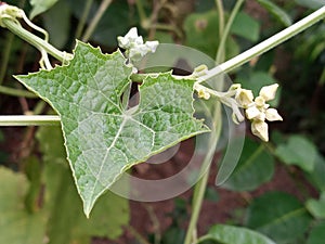 Luffa creepers leaf with luffa buds