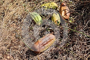 Luffa cylindrica are dying