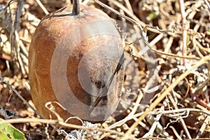 Luffa cylindrica are dying