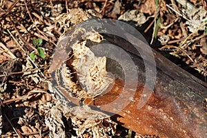 Luffa cylindrica are dying