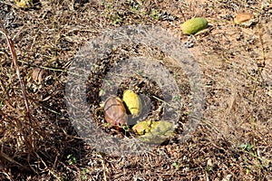 Luffa cylindrica are dying