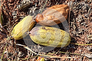 Luffa cylindrica are dying