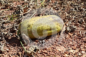 Luffa cylindrica are dying