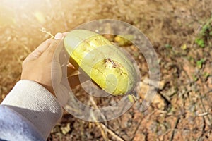 Luffa cylindrica are dying