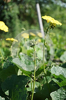 Luffa cylindrica flower