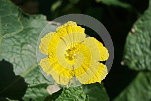 Luffa cylindrica flower in nature garden
