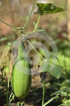 Luffa cylindrica, tropical vine plant fruit used as scrubbing sponge