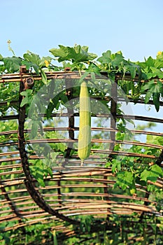 The Luffa Farm outdoors