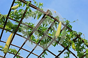 The Luffa Farm outdoors