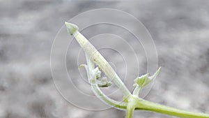 Luffa female flower bud in macro mode