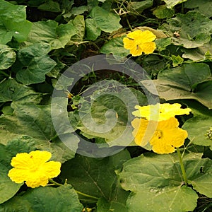 Luffa flower and a bee leafs.