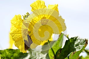 Luffa flower and butterfly
