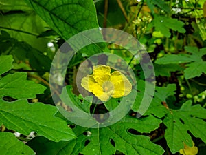 Luffa Flower plant in house