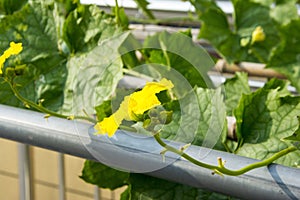 Luffa flowers in the sun