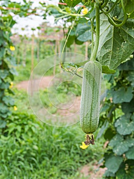 Luffa gourd