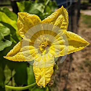 Luffa Gourd Flower