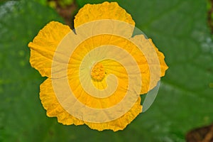 Luffa gourd flower