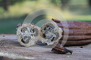 Luffa gourd, harvested and cut to show texture.