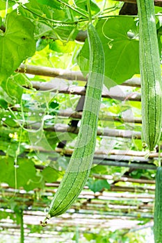 Luffa gourd plant