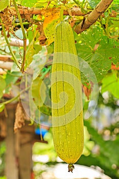 Luffa gourd