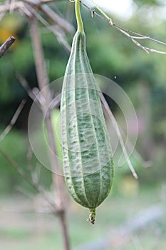 Luffa gourd plant