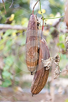 Luffa gourd plant in garden, luffa cylindrica.