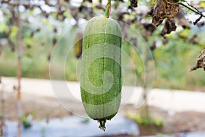 Luffa gourd plant in garden, luffa cylindrica.