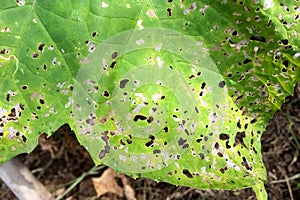 Luffa gourd plant leaves disease.