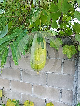 Luffa gourd plant on the wall background.