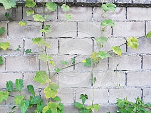Luffa gourd plant on the wall background.