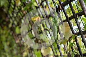 Luffa on the lath.