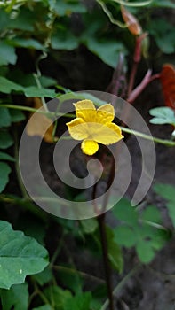 Luffa operculata flower rise in backyard