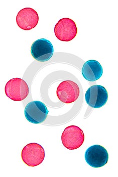 Luffa pollen, red and blue stained pollen grains, whole mount, 80X light micrograph