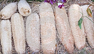 Luffa scrub on straw nature outdoor background