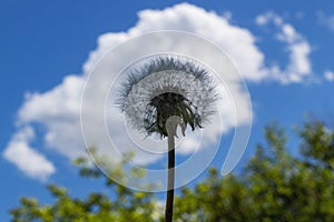 Luffy dandelion close-up on a background of blue sky with white clouds. Transparent dandelion with seeds on a white