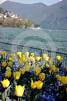 Lugano, flowers on the lake