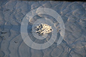 Lugworm castings on beach at low tide. lipe island, T