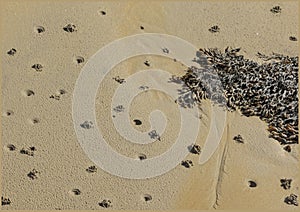 Lugworm holes and mounds on the beach